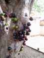 /album/galeria-de-fotos/pe-de-jabuticaba-4-jpg/
